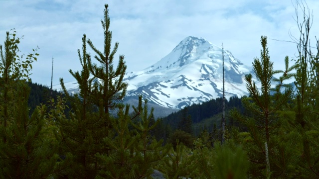 年轻的树木和白雪覆盖的山峰-夏天在胡德山视频素材