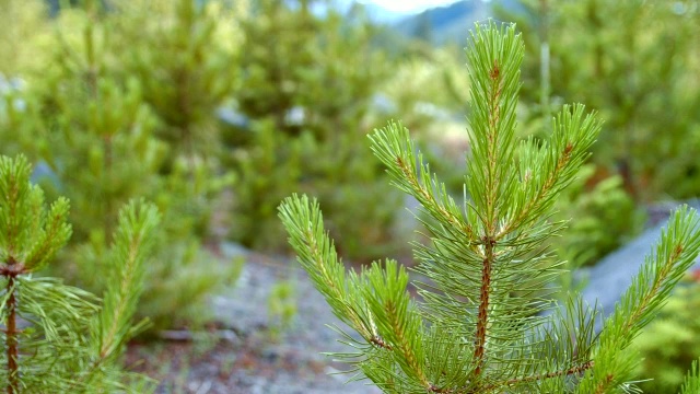 年轻的树木生长在岩石草地-夏天在胡德山视频素材