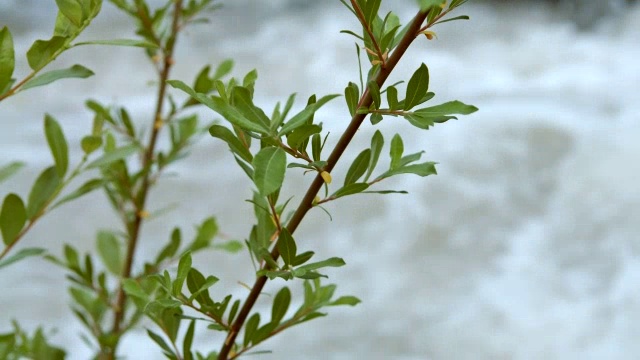 冰川融雪急流湍急的水在高山和植物高-丘胡德的夏天视频素材