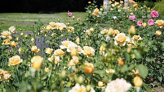 花园里有黄玫瑰花视频素材