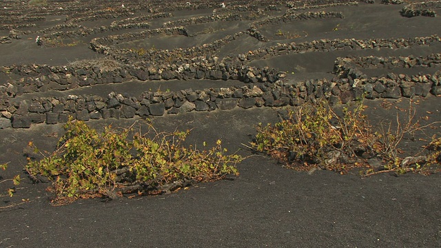 位于火山景观中的葡萄园，La Geria，兰萨罗特，加那利群岛，西班牙视频素材