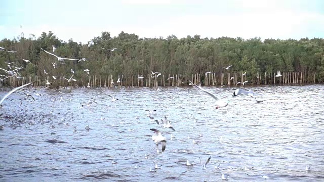 一群海鸥在海上的慢镜头视频素材