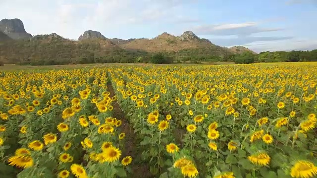 鸟瞰图在wat khao jeen lae，华富里，泰国视频素材