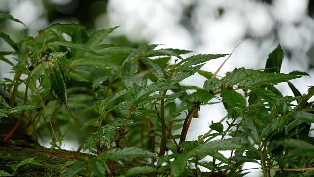 特写蕨类植物视频素材