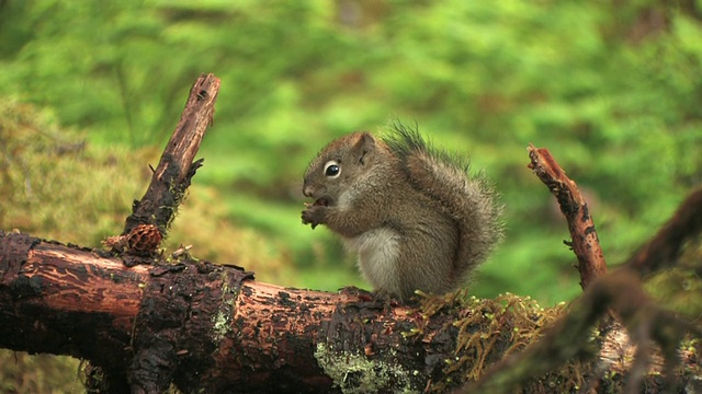 美国红松鼠(Tamiasciurus hudsonicus)在原木上吃松果的种子，冰川湾国家公园和保护区，阿拉斯加，美国视频素材