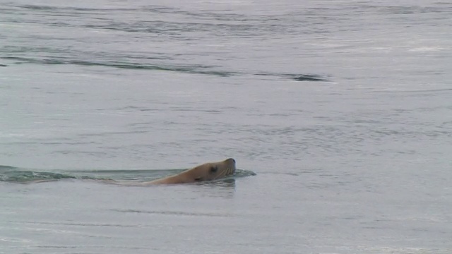 北海狮(jubatus)在水面游泳，冰川湾国家公园和保护区，阿拉斯加，美国视频素材