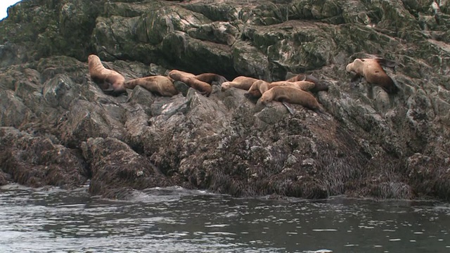 北海狮(Eumetopias jubatus)躺在岩石海岸，冰川湾国家公园和保护区，阿拉斯加，美国视频素材