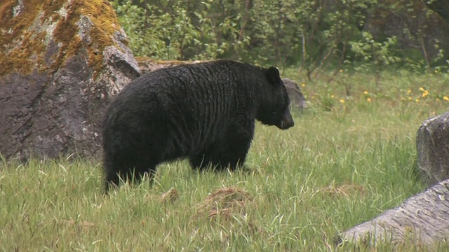 美国黑熊(Ursus americanus)在草地上，冰川湾国家公园和保护区，阿拉斯加，美国视频素材