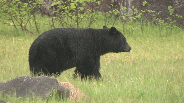 美国黑熊(Ursus americanus)在草地上，冰川湾国家公园和保护区，阿拉斯加，美国视频素材