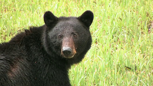 在草地上的美国黑熊(Ursus americanus)，镜头，冰川湾国家公园和保护区，阿拉斯加，美国视频素材