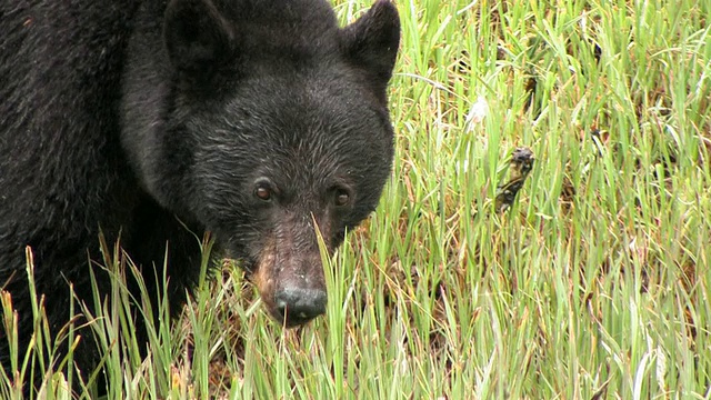 在草地上的美国黑熊(Ursus americanus)，镜头，冰川湾国家公园和保护区，阿拉斯加，美国视频素材