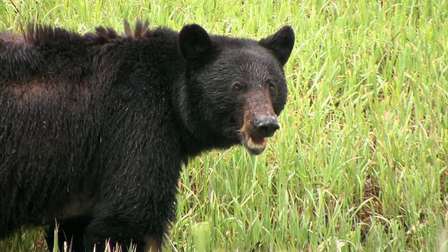 在草地上的美国黑熊(Ursus americanus)，镜头，冰川湾国家公园和保护区，阿拉斯加，美国视频素材