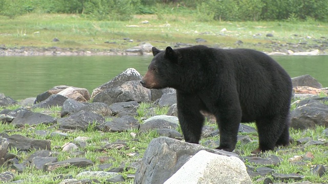 美国黑熊(Ursus americanus)在水旁的岩石上行走，冰川湾国家公园和保护区，阿拉斯加，美国视频素材