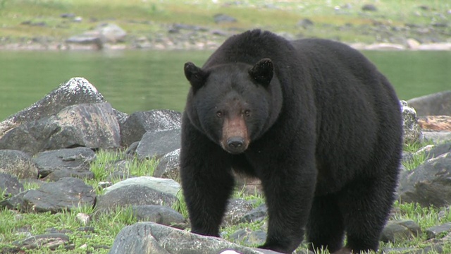 美国黑熊(Ursus americanus)在水旁的岩石上，冰川湾国家公园和保护区，阿拉斯加，美国视频素材