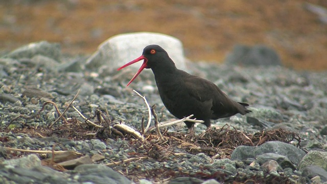 MS，美国黑牡蛎捕者(bachmani Haematopus)站在地上，冰川湾国家公园和保护区，阿拉斯加，美国视频素材