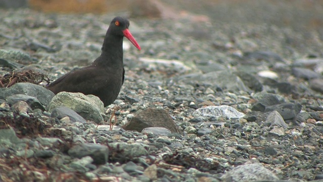 MS，美国黑牡蛎捕者(bachmani Haematopus)站在地上，冰川湾国家公园和保护区，阿拉斯加，美国视频素材