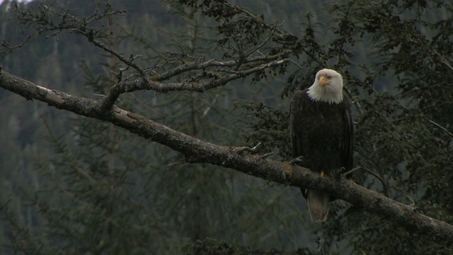 白头Haliaeetus leucocephalus坐在树枝上，冰川湾国家公园，阿拉斯加，美国视频素材