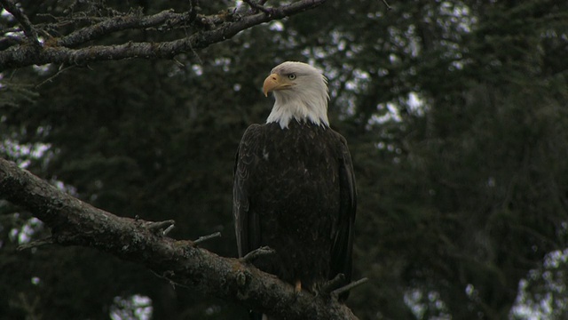 MS, LA，秃鹰(Haliaeetus leucocephalus)坐在树枝上，冰川湾国家公园和保护区，阿拉斯加，美国视频素材