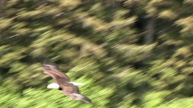 WS, TS，白头秃鹰(Haliaeetus leucocephalus)在水中捕鱼，冰川湾国家公园和保护区，阿拉斯加，美国视频素材