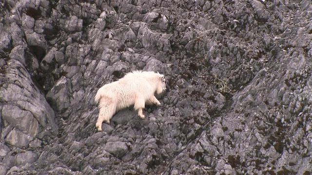 美洲山山羊(Oreamnos americanus)攀登岩石山坡，冰川湾国家公园和保护区，阿拉斯加，美国视频素材