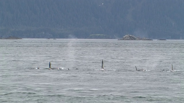 虎鲸(Orcinus orca)浮出在冰川湾，冰川湾国家公园和保护区，阿拉斯加，美国视频素材