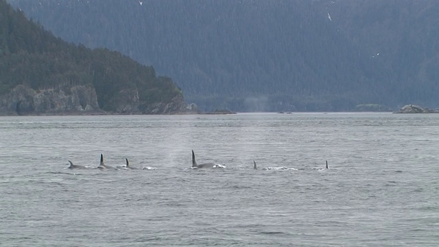 虎鲸(Orcinus orca)浮出在冰川湾，冰川湾国家公园和保护区，阿拉斯加，美国视频素材