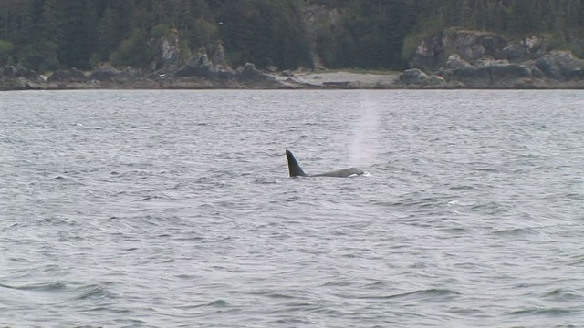 经过的虎鲸(Orcinus orca)在冰川湾，冰川湾国家公园和保护区，阿拉斯加，美国视频素材