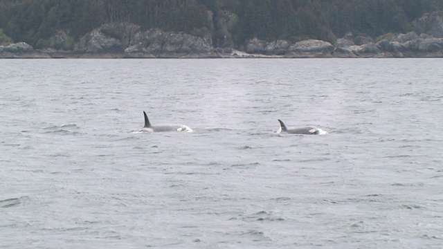 两只逆戟鲸(Orcinus orca)浮出冰川湾，冰川湾国家公园和保护区，阿拉斯加，美国视频素材