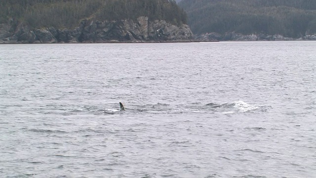 两只逆戟鲸(Orcinus orca)浮出冰川湾，冰川湾国家公园和保护区，阿拉斯加，美国视频素材