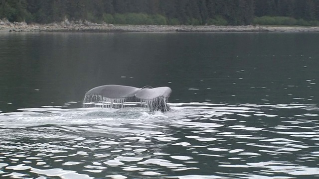 座头鲸在冰川湾游泳，冰川湾国家公园和保护区，阿拉斯加，美国视频素材