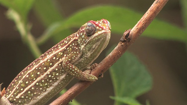 Chameleon (Furcifer campani)的分支，Toamasina省，马达加斯加视频素材