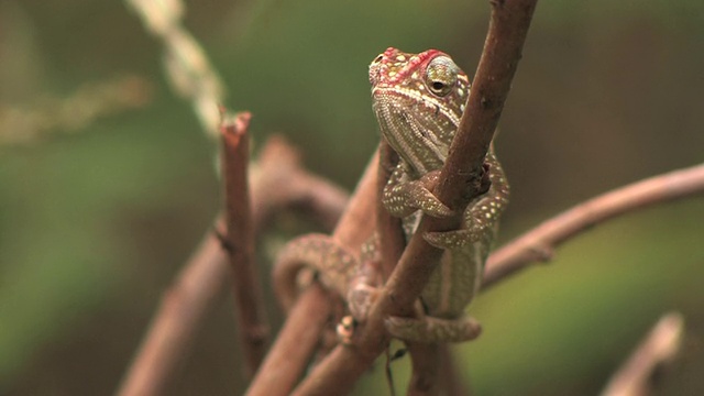 CU, SELECTIVE FOCUS, Chameleon (Furcifer campani) on branch, Toamasina省，马达加斯加视频素材