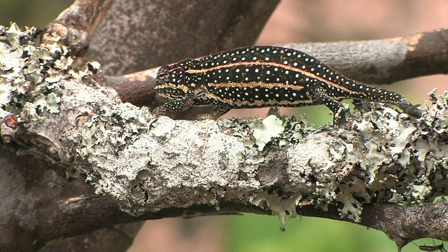 Chameleon (Furcifer campani)的分支，Toamasina省，马达加斯加视频素材