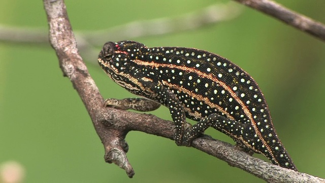 Chameleon (Furcifer campani)的分支，Toamasina省，马达加斯加视频素材