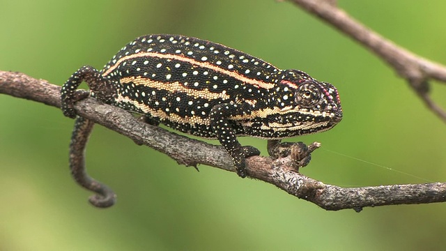 Chameleon (Furcifer campani)的分支，Toamasina省，马达加斯加视频素材