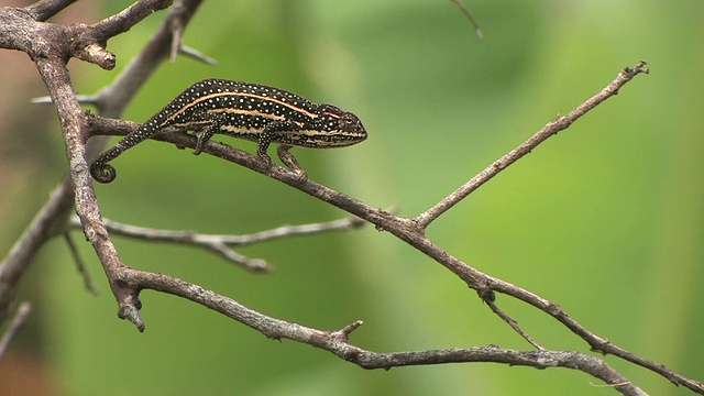 MS, Chameleon (Furcifer campani)支，Toamasina省，马达加斯加视频素材