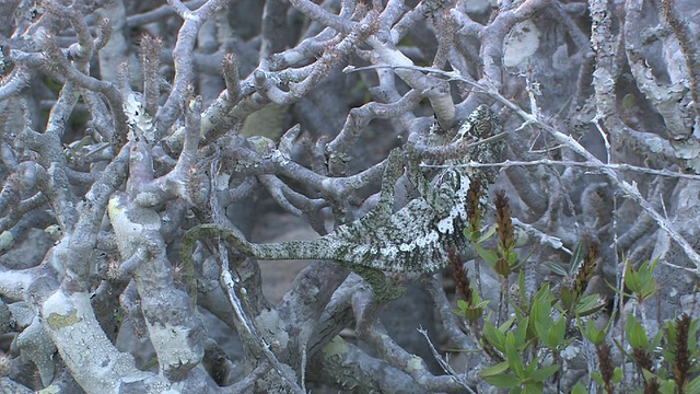 马达加斯加Toamasina省扭曲枝上的变色龙(Furcifer verrucosus)视频素材