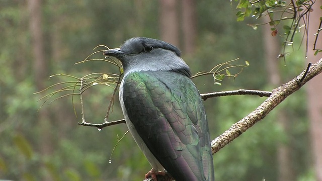 cuckooa -roller (Leptosomus discolor)栖息在马达加斯加Toamasina省的树枝上视频素材