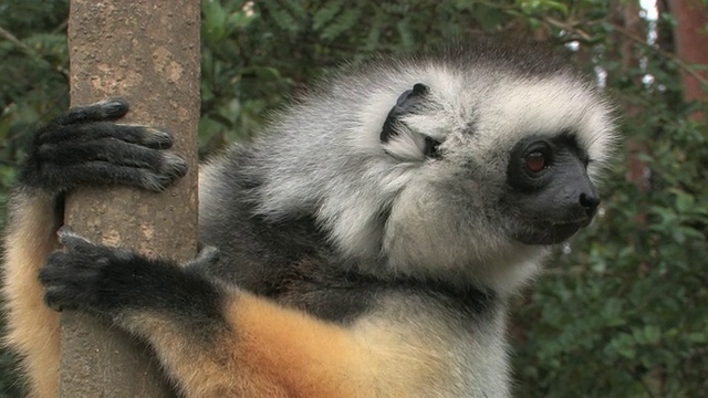 cuademed Sifaka (Propithecus diadema)坐在树上，Toamasina省，马达加斯加视频素材