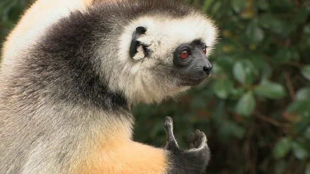 cuademed Sifaka (Propithecus diadema)坐在树上，Toamasina省，马达加斯加视频素材