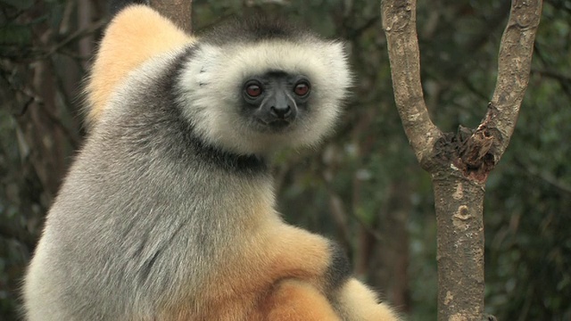 cuademed Sifaka (Propithecus diadema)坐在树上，Toamasina省，马达加斯加视频素材