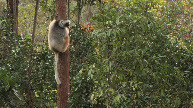 WS, PAN，冠状Sifaka (Propithecus diadema)从一棵树跳到另一棵树，Toamasina省，马达加斯加视频素材