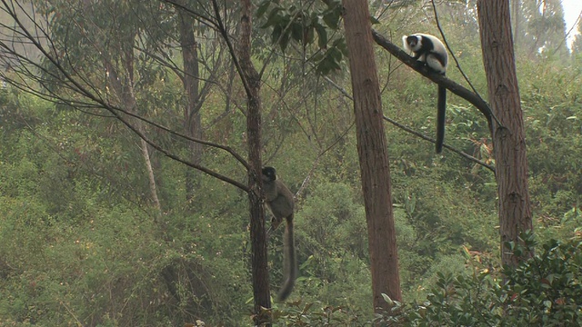 雨中坐在树上的WS, HA，褐领狐猴(Eulemur collaris)和黑白卷毛狐猴(Varecia v. varigata)， Toamasina省，马达加斯加视频素材