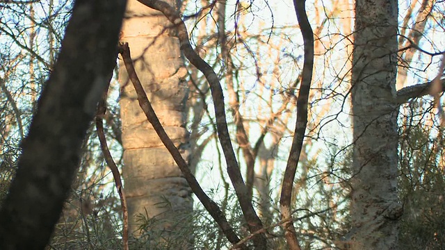 Verreaux的Sifaka (Propithecus verreauxi)从树上跳下，Berenty私人保护区，Toliara省，马达加斯加视频素材