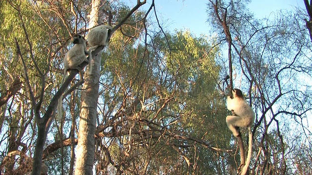 WS, LA, Verreaux的Sifakas (Propithecus verreauxi)坐在树上，Berenty私人保护区，Toliara省，马达加斯加视频素材