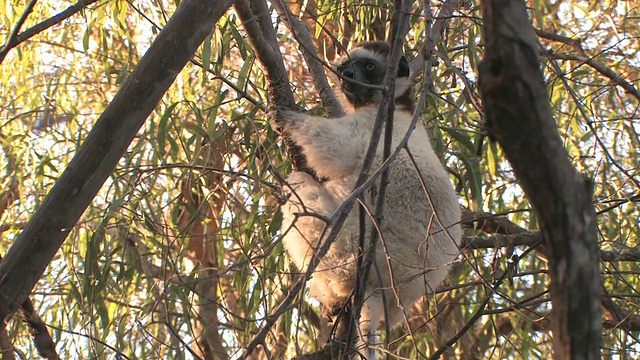 MS, LA, Verreaux的Sifaka (Propithecus verreauxi)坐在树上，Berenty私人保护区，Toliara省，马达加斯加视频素材