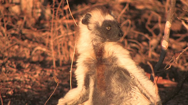 Verreaux的Sifaka (Propithecus verreauxi)坐在阳光下的地面上，Berenty私人保护区，Toliara省，马达加斯加视频素材