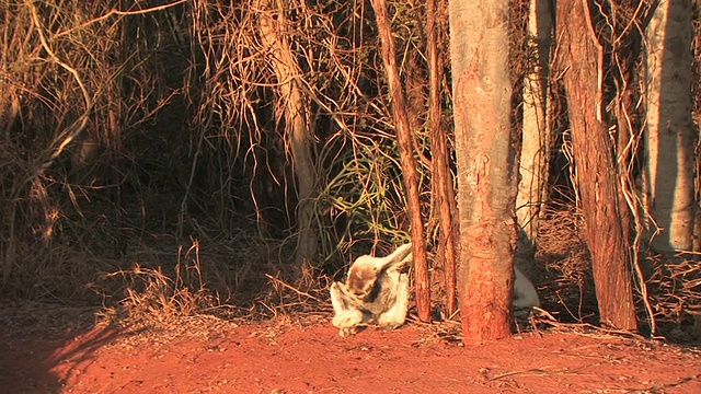 MS, PAN, Verreaux的Sifaka (Propithecus verreauxi)在地上跳，Berenty私人保护区，Toliara省，马达加斯加视频素材