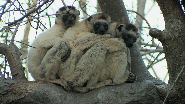 马达加斯加Toliara省Berenty私人保护区，三只Verreaux的Sifakas (Propithecus verreauxi)蜷缩在树枝上视频素材