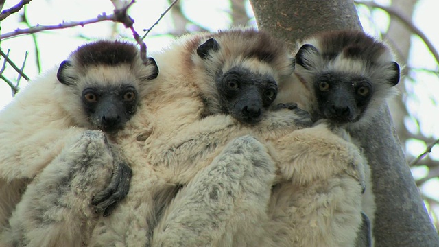 三只Verreaux的Sifakas (Propithecus verreauxi)蜷缩在树枝上，Berenty私人保护区，Toliara省，马达加斯加视频素材